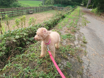 f:id:roukenhome-ann:20190710142558j:plain