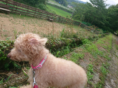 f:id:roukenhome-ann:20190710142604j:plain