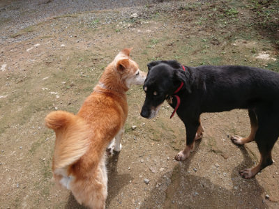 f:id:roukenhome-ann:20190710142640j:plain
