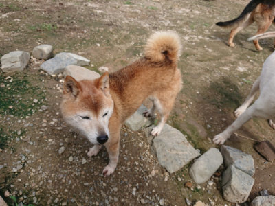 f:id:roukenhome-ann:20190710142842j:plain