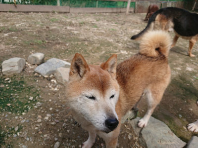 f:id:roukenhome-ann:20190710142914j:plain