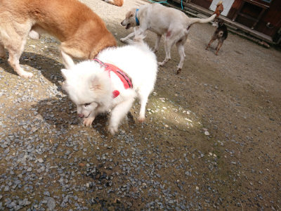 f:id:roukenhome-ann:20190710143033j:plain