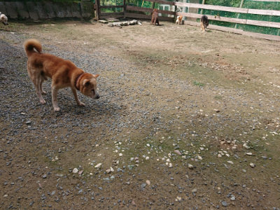 f:id:roukenhome-ann:20190710143108j:plain