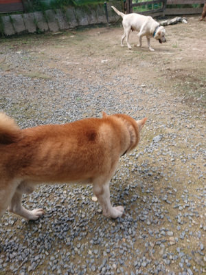 f:id:roukenhome-ann:20190710143123j:plain