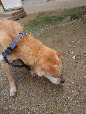 f:id:roukenhome-ann:20190710143144j:plain