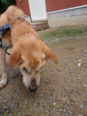 f:id:roukenhome-ann:20190710143210j:plain