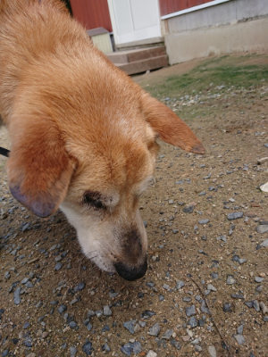 f:id:roukenhome-ann:20190710143233j:plain