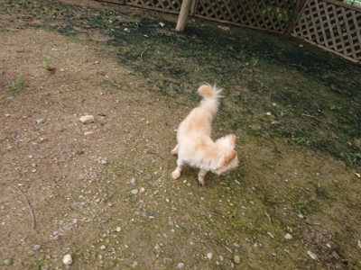 f:id:roukenhome-ann:20190710143336j:plain