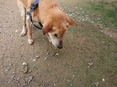 f:id:roukenhome-ann:20190710143346j:plain