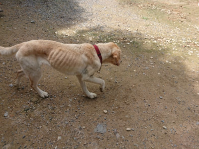 f:id:roukenhome-ann:20190710143351j:plain