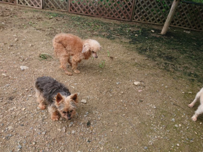 f:id:roukenhome-ann:20190710143356j:plain