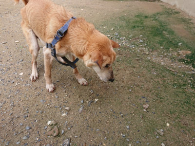 f:id:roukenhome-ann:20190710143405j:plain