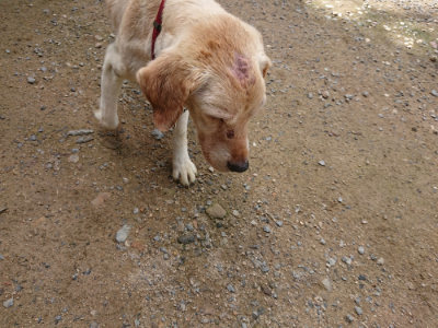 f:id:roukenhome-ann:20190710143433j:plain