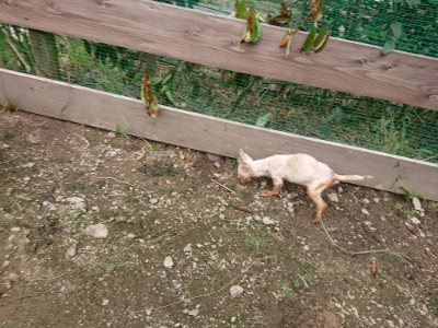 f:id:roukenhome-ann:20190710143443j:plain