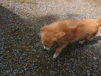 f:id:roukenhome-ann:20190710143509j:plain