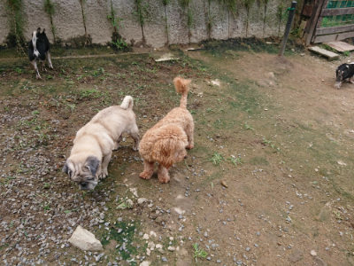 f:id:roukenhome-ann:20190710143951j:plain