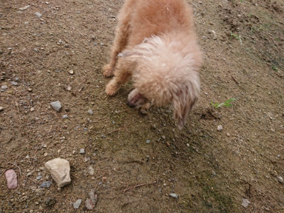 f:id:roukenhome-ann:20190710144035j:plain