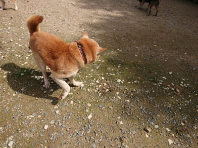 f:id:roukenhome-ann:20190710144105j:plain