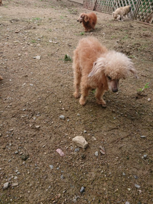 f:id:roukenhome-ann:20190710144135j:plain