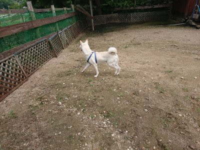 f:id:roukenhome-ann:20190710144234j:plain