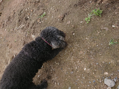 f:id:roukenhome-ann:20190710144308j:plain