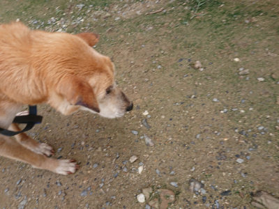 f:id:roukenhome-ann:20190710144855j:plain