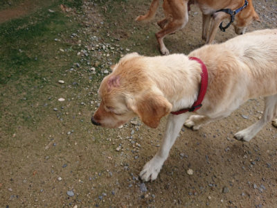 f:id:roukenhome-ann:20190710144859j:plain