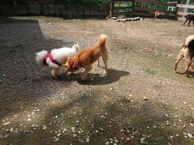 f:id:roukenhome-ann:20190710144933j:plain