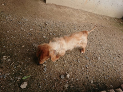 f:id:roukenhome-ann:20190711113659j:plain