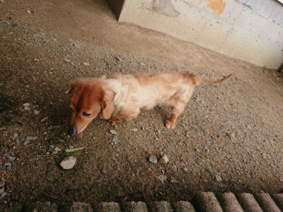 f:id:roukenhome-ann:20190711113706j:plain