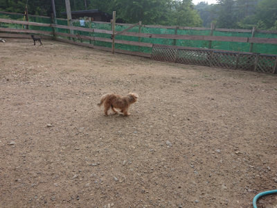 f:id:roukenhome-ann:20190711113825j:plain