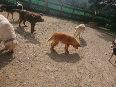 f:id:roukenhome-ann:20190711113958j:plain