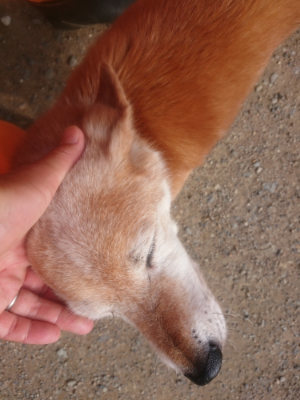 f:id:roukenhome-ann:20190711114359j:plain