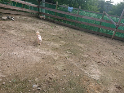 f:id:roukenhome-ann:20190711114447j:plain