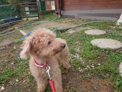 f:id:roukenhome-ann:20190711114557j:plain