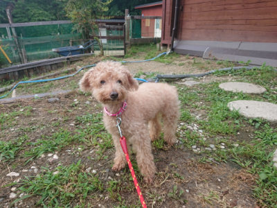 f:id:roukenhome-ann:20190711114648j:plain