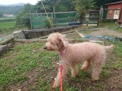 f:id:roukenhome-ann:20190711114757j:plain