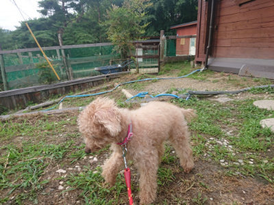 f:id:roukenhome-ann:20190711114823j:plain