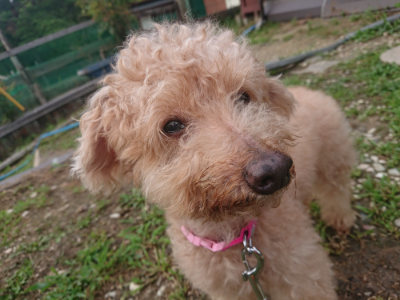 f:id:roukenhome-ann:20190711114846j:plain