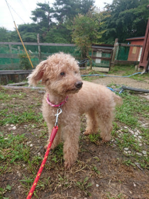 f:id:roukenhome-ann:20190711114852j:plain