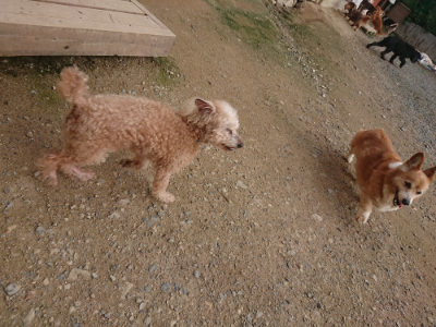 f:id:roukenhome-ann:20190711115203j:plain