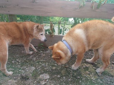 f:id:roukenhome-ann:20190711115218j:plain