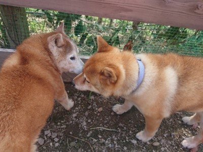 f:id:roukenhome-ann:20190711115306j:plain