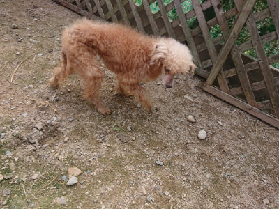 f:id:roukenhome-ann:20190711120350j:plain