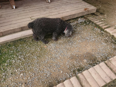 f:id:roukenhome-ann:20190711120533j:plain
