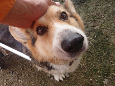f:id:roukenhome-ann:20190711120716j:plain