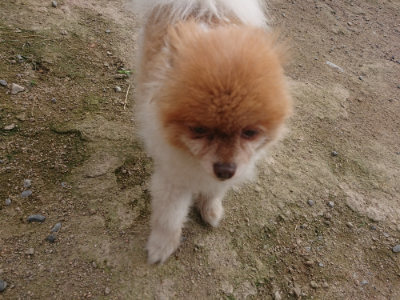 f:id:roukenhome-ann:20190711120842j:plain