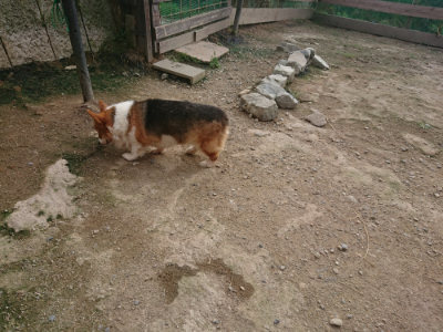 f:id:roukenhome-ann:20190711120851j:plain