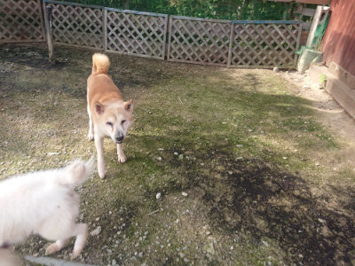 f:id:roukenhome-ann:20190711121123j:plain