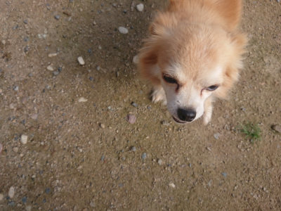 f:id:roukenhome-ann:20190711121153j:plain